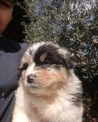 Pastore Australiano con pedigree ENCI