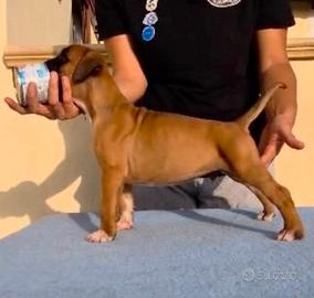 Cuccioli boxer