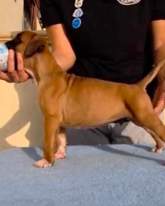 Cuccioli boxer