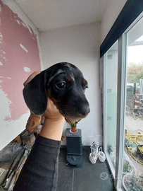 Cuccioli di bassotto