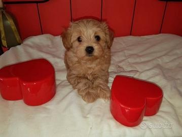 Maltipoo