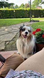 Maschio di nome Achille per accoppiamento