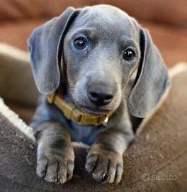 BASSOTTI NANI TEDESCHI - BASSOTTO NANO BLU puppy