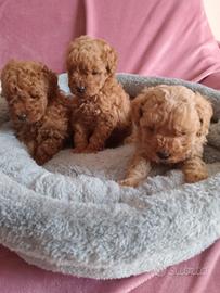 Cuccioli di barboncini mini toy red