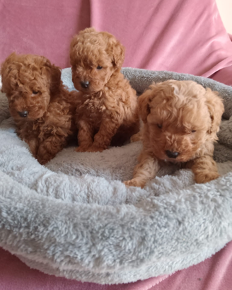 Cuccioli di barboncini mini toy red