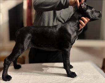 Cucciola cane corso con pedigree