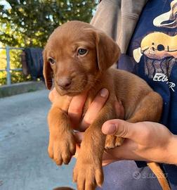 Cuccioli Bracchi Ungheresi