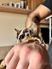 Petauro dello zucchero