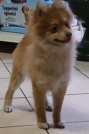 Volpini di Pomerania