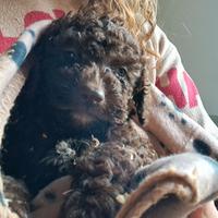 Cuccioli lagotto romagnolo