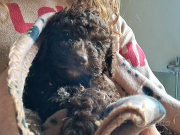 Cuccioli lagotto romagnolo