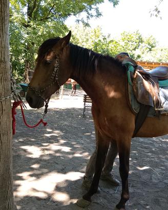 cavalla andalusa 
