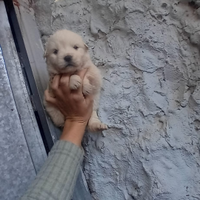 Maltipoo maschio e femmina