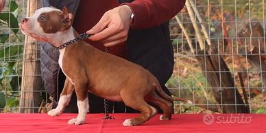 American Pitbull terrier