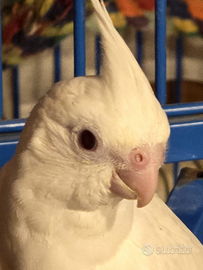 Calopsitte allevati a mano