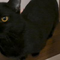 Gattino Munchkin a zampe corte 6 mesi sterilizzato