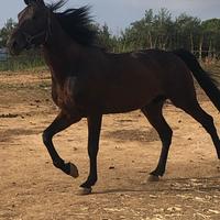 Cavallo trottatore