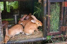 Conigli campagnoli e rustici