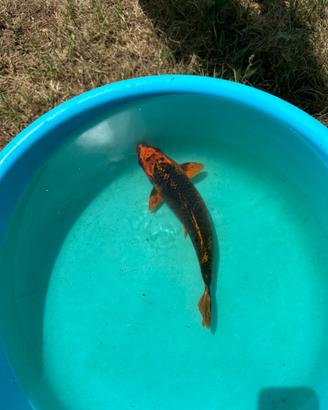 Carpe koi