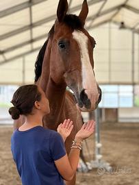 Cavallo italiano ,di 14 anni