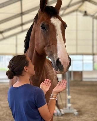 Cavallo italiano ,di 14 anni