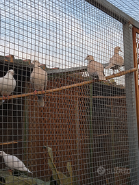 Tortore bianche e Cameo