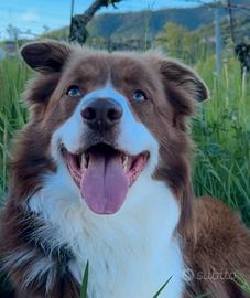 Border Collie maschio disponibile per accoppiament
