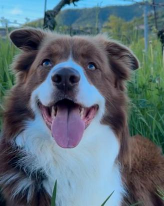 Border Collie maschio disponibile per accoppiament