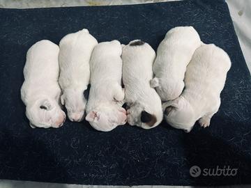 6 cuccioli di Jack Russell Terrier a pelo corto