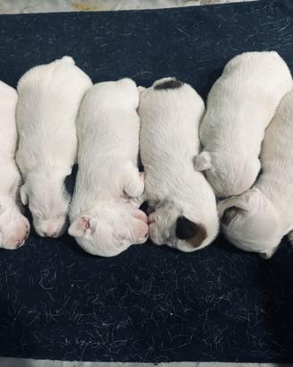 6 cuccioli di Jack Russell Terrier a pelo corto