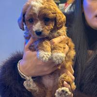 Cucciolo Maltipoo toy particolor