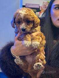 Cucciolo Maltipoo toy particolor