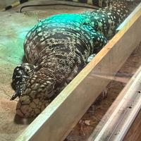 Rettili in blocco, Boa, Tegu, Anaconda, Ratti.