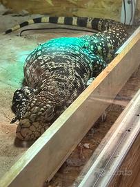 Rettili in blocco, Boa, Tegu, Anaconda, Ratti.