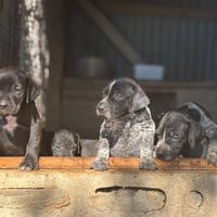 Cuccioli Bracco Kurzhaar Per Bracco Pointer