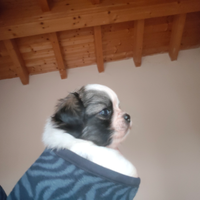 Chihuahua pelo lungo