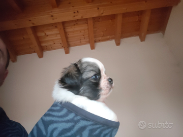 Chihuahua pelo lungo