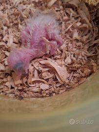 Pulli da imbecco amazzone fronte blu xanthopteryx