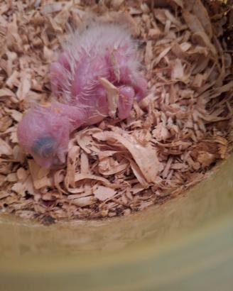 Pulli da imbecco amazzone fronte blu xanthopteryx