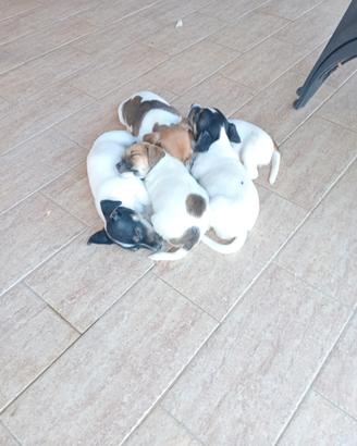 Jack Russell cuccioli