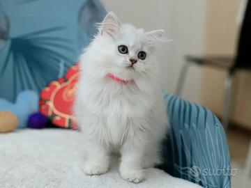 Gattina scottish straight meravigliosa British