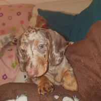 Bassotto arlecchino kaninchen