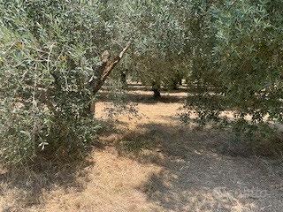 Terreno agricolo uliveto Zagarolo - Vista 3