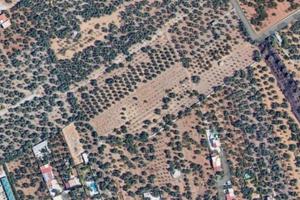 Uliveto a poca distanza da centro abitato