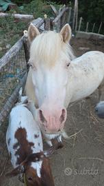 Pony miniature horse