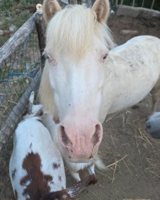 Pony miniature horse