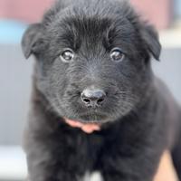 SIERRA - femmina, nata il 21/04/2025