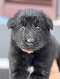 SIERRA - femmina, nata il 21/04/2025