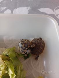 terrario tartarughe 