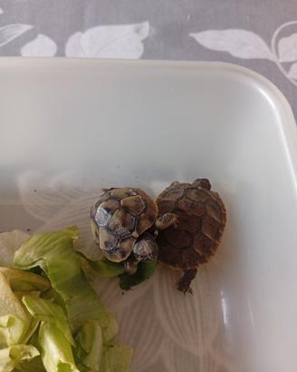 terrario tartarughe 